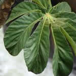 Ambay planta curativa