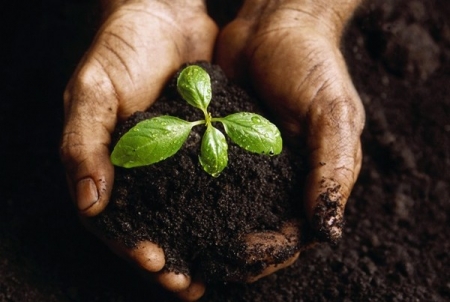 Beneficios de la jardinería en la salud 00.jpg