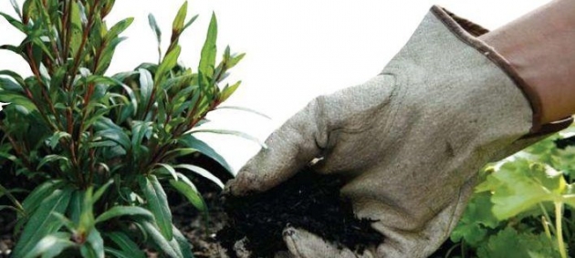 Beneficios de la jardinería en la salud 2.jpg