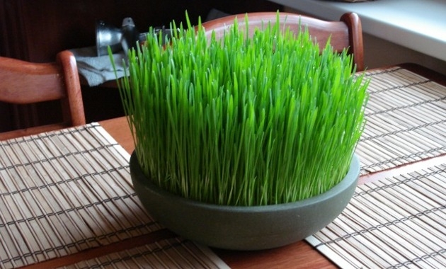 Wheatgrass (pasto de trigo), sus maravillosos beneficios