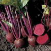 Receta de remolachas yale al microondas