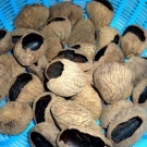 Remedios naturales para combatir parásitos intestinales 5.JPG