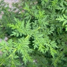 Remedios naturales para combatir parásitos intestinales 6.jpg