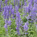 fotos planta medicinal Salvia