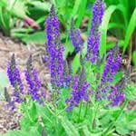 fotos planta medicinal Salvia fotos planta medicinal Salvia