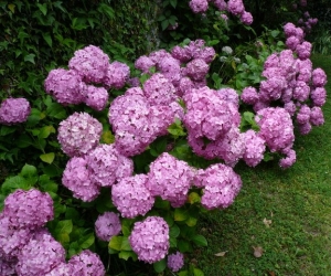 Usos medicinales de la hortensia 2.jpg