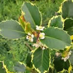 acebo plantas medicinales acebo plantas medicinales