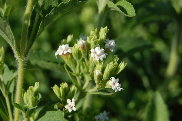 caá-je-é (stevia), el regalo de Onagait caá-je-é (stevia), el regalo de Onagait_2.jpg