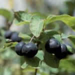frangula planta medicinal