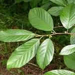 frangula planta medicinal