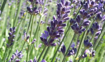 la-lavanda-una-planta-beneficiosa-para-la-salud2.jpg la-lavanda-una-planta-beneficiosa-para-la-salud2.jpg