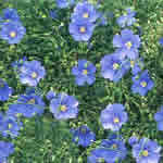lino plantas medicinales lino plantas medicinales