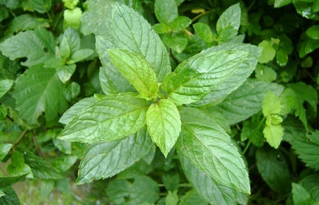Aceite de menta para el colon irritable