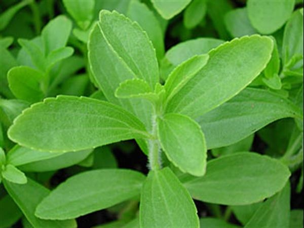 planta_stevia3.jpg planta_stevia3.jpg