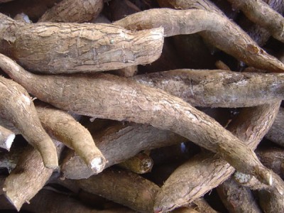 Yuca para el cuidado de nuestra salud Yuca para el cuidado de nuestra salud