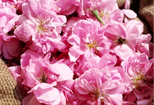 rosa de bulgaria