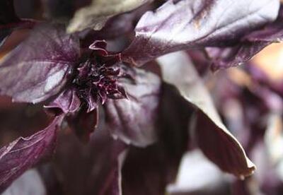 Albahaca Morada Plantas Y Flores