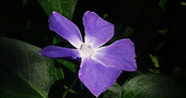 Vinca para el cansancio mental