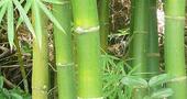 Propiedades del bambú