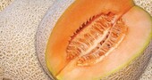 El melón y sus propiedades