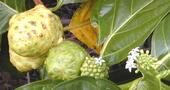 Beneficios del Noni