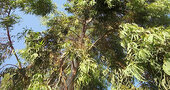 Plantas medicinales: El eucalipto