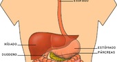El aparato digestivo