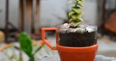 Abonar las plantas con café