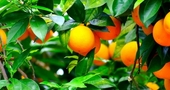 Propiedades de las mandarinas