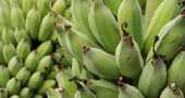 Propiedades del plátano verde