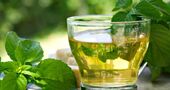 Propiedades y beneficios del té de Boldo
