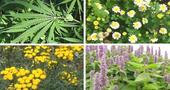 Lista de plantas medicinales