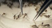 El virus del Zika síntomas y tratamiento