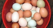 P & R: ¿Los huevos colorados son más nutritivos que los blancos?