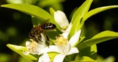 La miel de azahar y sus propiedades