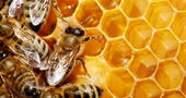  El propóleos proveniente de las abejas y sus propiedades que son un aporte para la salud