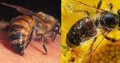 Qué hacer ante una picadura de abeja