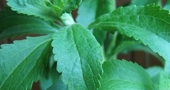 Propiedades de la stevia: recetas naturales